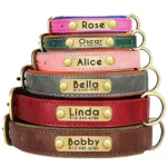 dog-collar-with-engraved-tag-1