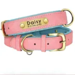 dog-collar-with-engraved-tag-6