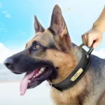 engraved-hunting-dog-collar-4
