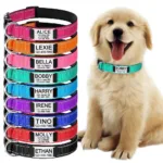 personalized-dog-collar-1