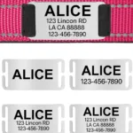 Puppy Collar Custom - Photo 11