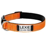 Puppy Collar Custom - Photo 6