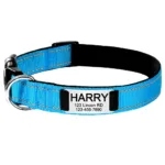 Puppy Collar Custom - Photo 8